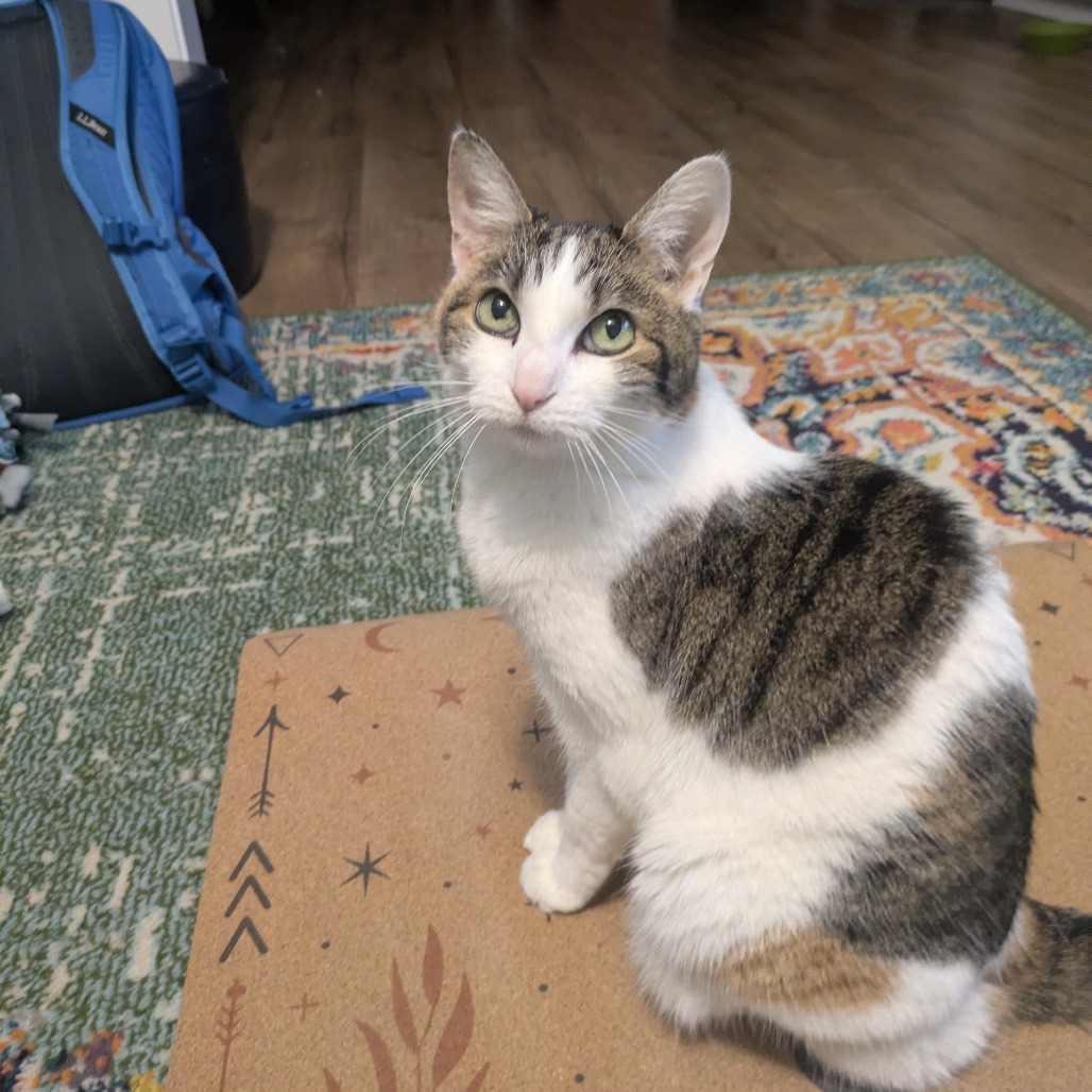 Confetti — thumbnail 11