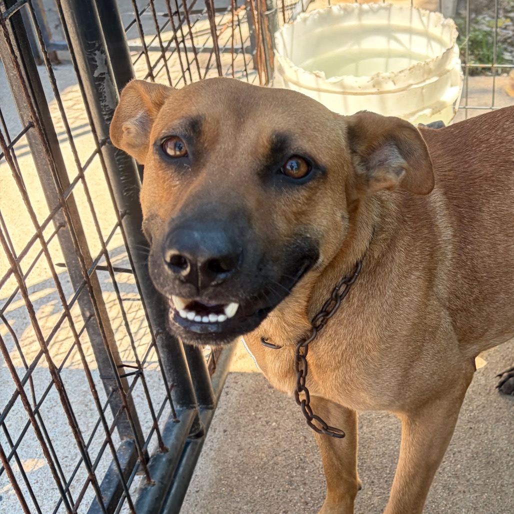 Lulu, an adoptable dog at SPCA-BC
