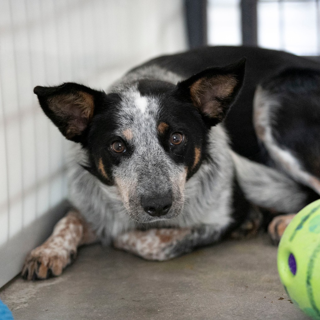 SASSY (JY26-121) - Cattle Dog, Australian (Blue Heeler) / Mixed Breed (Medium) available for adoption