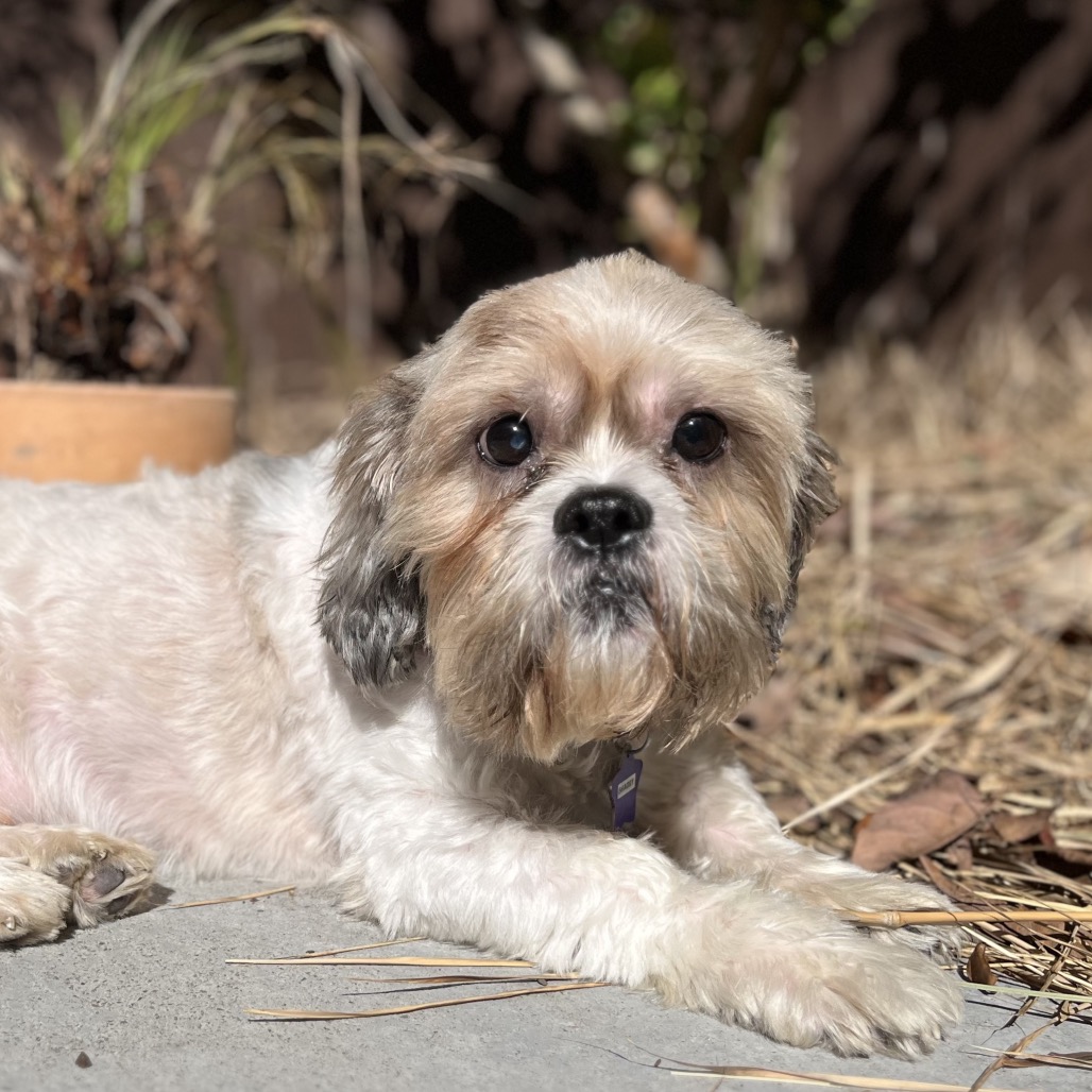 Shaggy — thumbnail 5