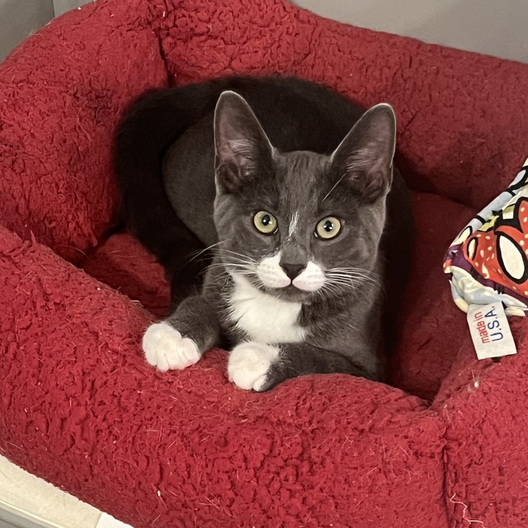 HERSHEY - Domestic Shorthair available for adoption