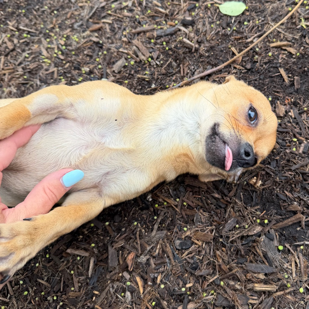 Animal Thumbnail