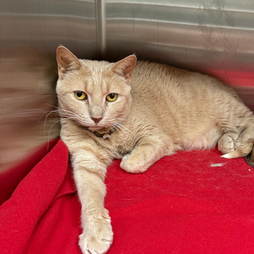 CHI-CHI - Domestic Shorthair / Mix available for adoption
