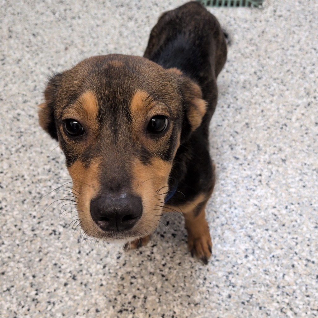 BOSCO - Dachshund / Terrier available for adoption