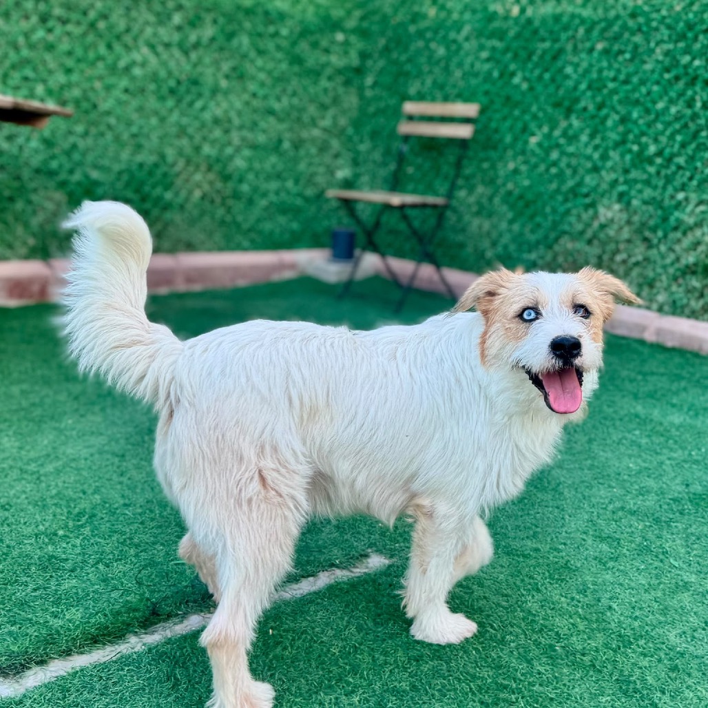 OLLIE - Mixed Breed (Medium) available for adoption