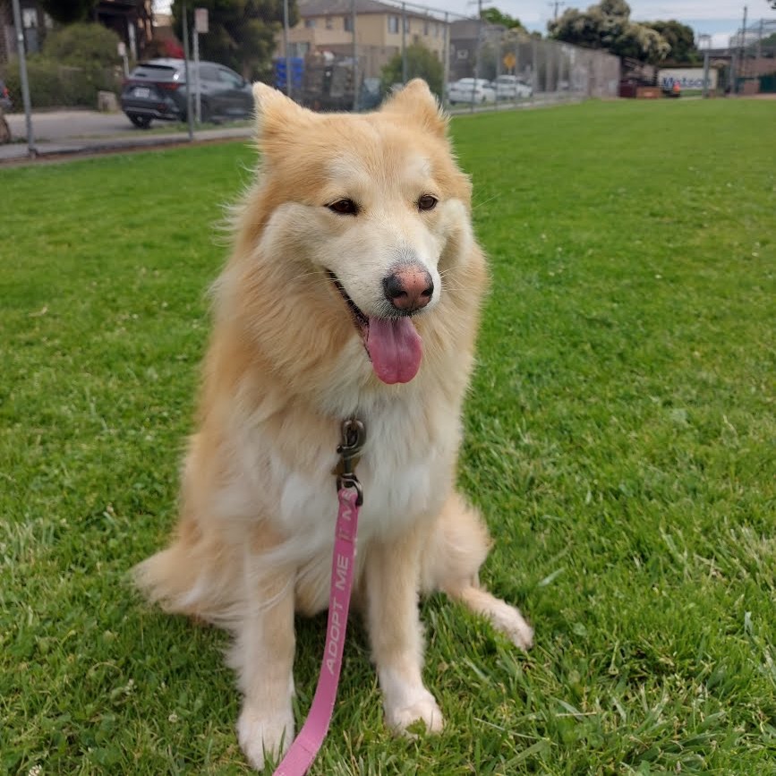 COOKIE, photo 18