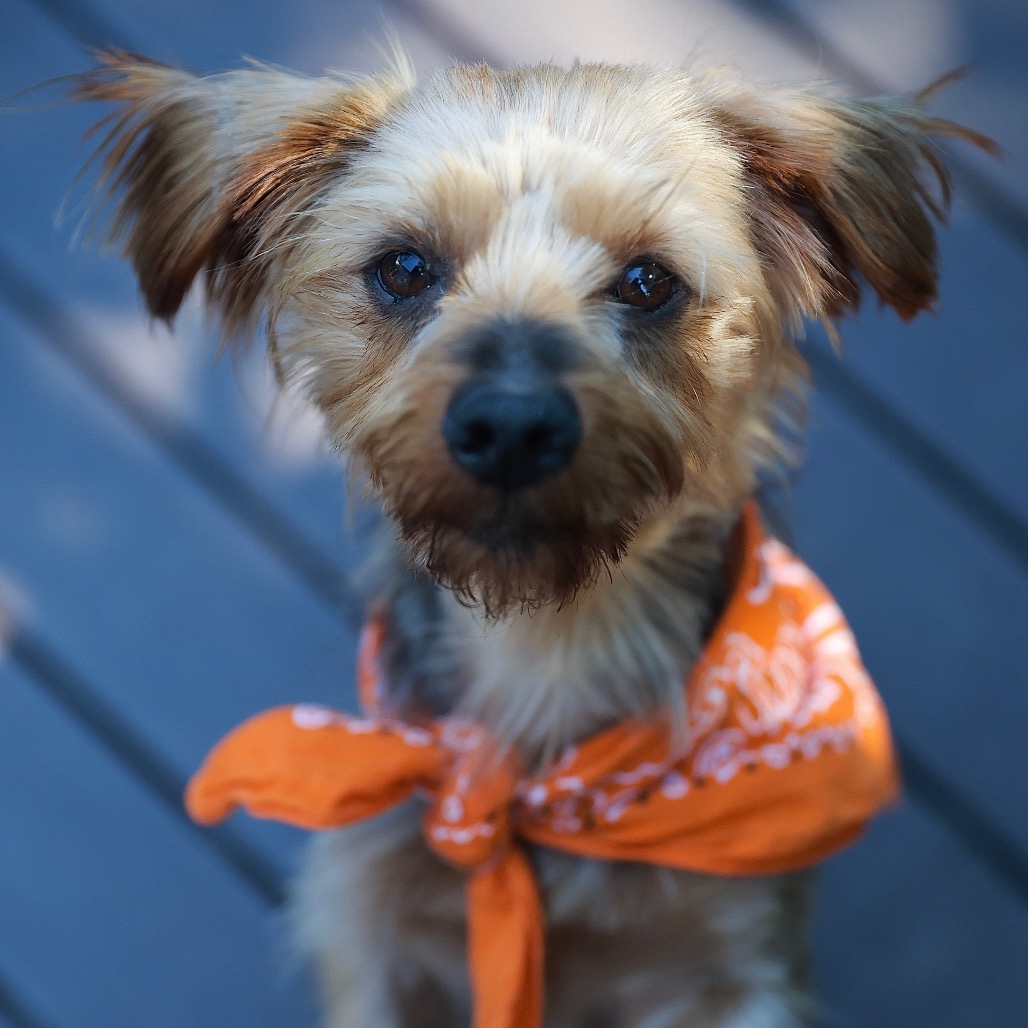 JACK - Terrier, Yorkshire, Yorkie / Terrier available for adoption