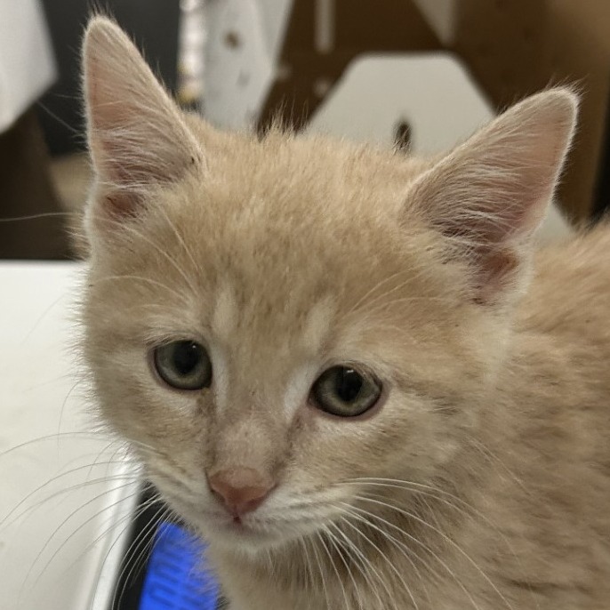 Naples — thumbnail 2