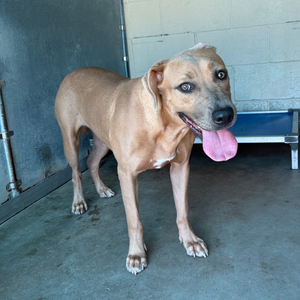 SHANINA - Terrier / Pit Bull available for adoption