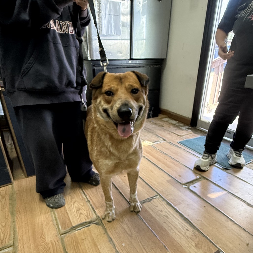 BOOBOO - Shepherd available for adoption