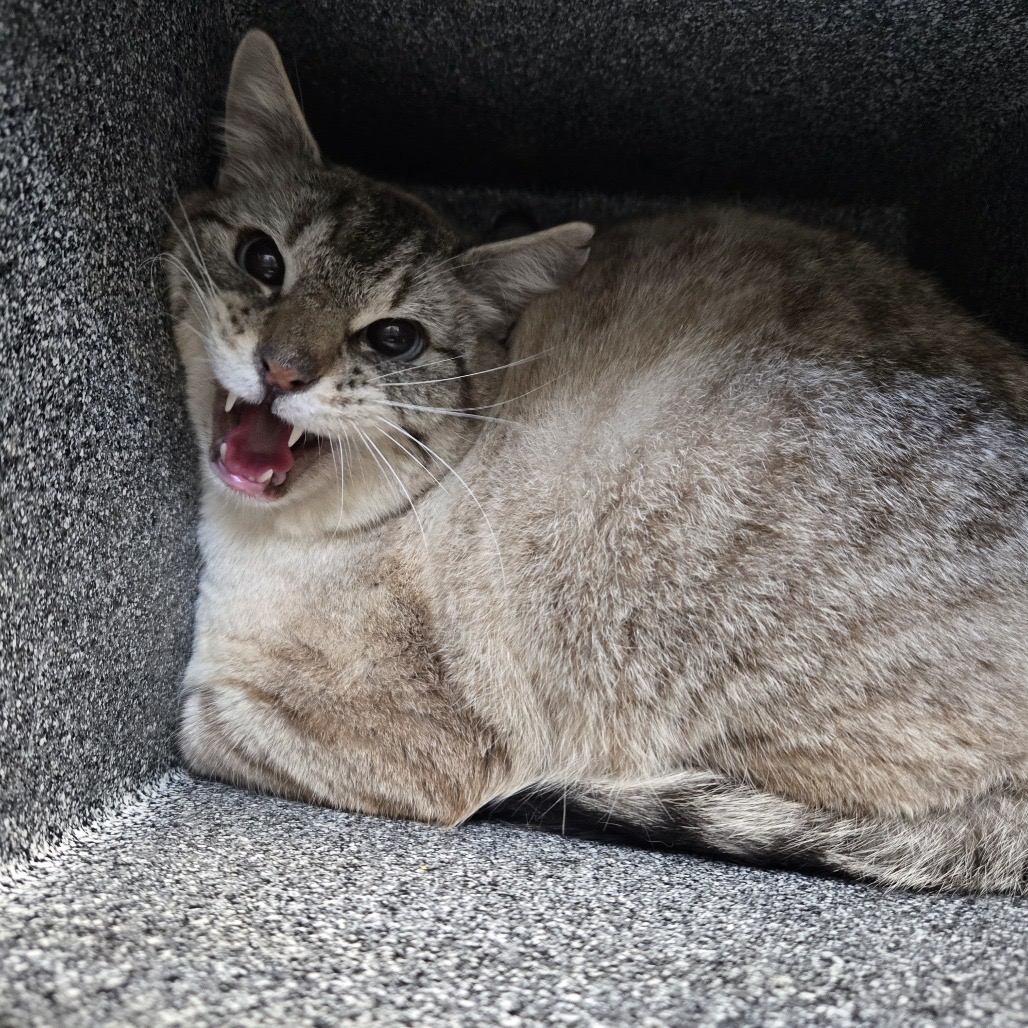 Linus — thumbnail 2