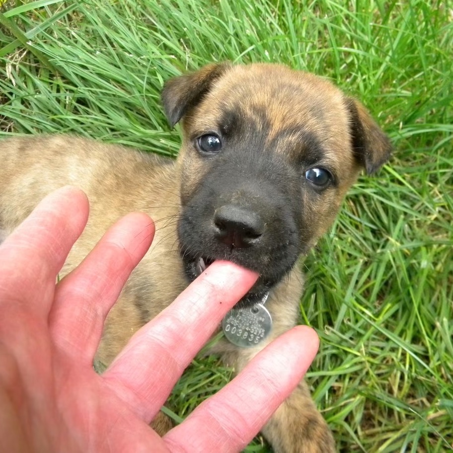 ABBY (IN FOSTER) - Shepherd, German / Terrier, American Pit Bull available for adoption