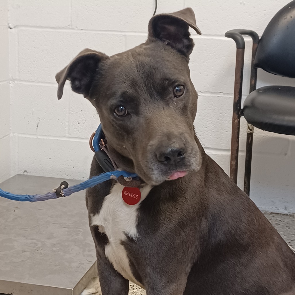 BIG CHEESE - Retriever, Labrador / Terrier available for adoption