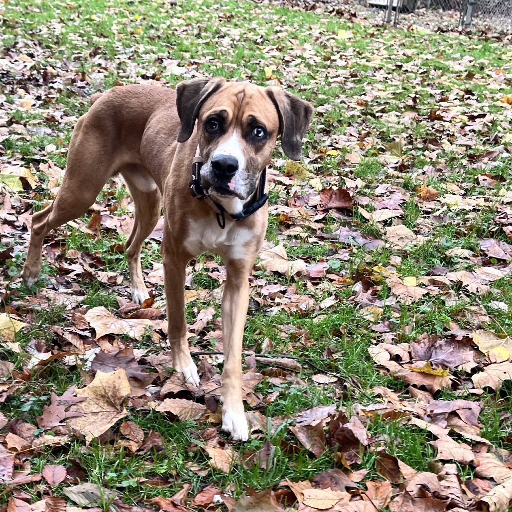 Turkey Lurky — thumbnail 3