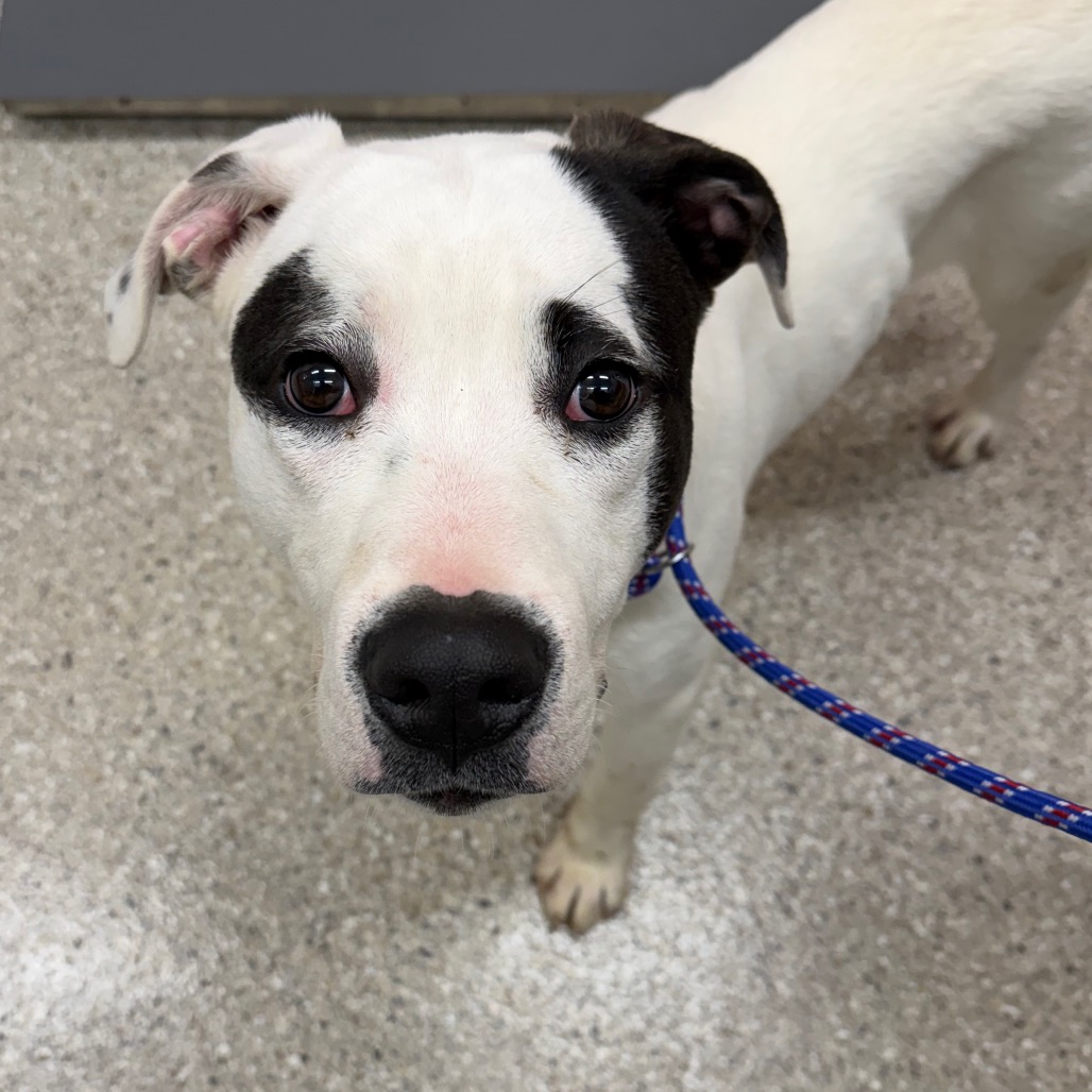 Scooter — thumbnail 3