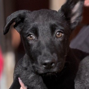 Kennel#8a Taz's preview photo