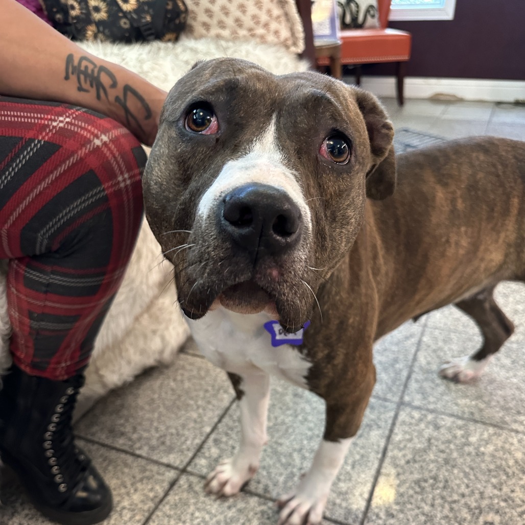 Deja — thumbnail 2