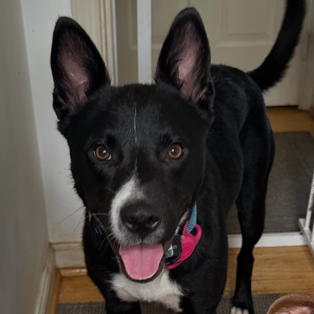 DIEGO - Cattle Dog / Retriever, Black Labrador available for adoption