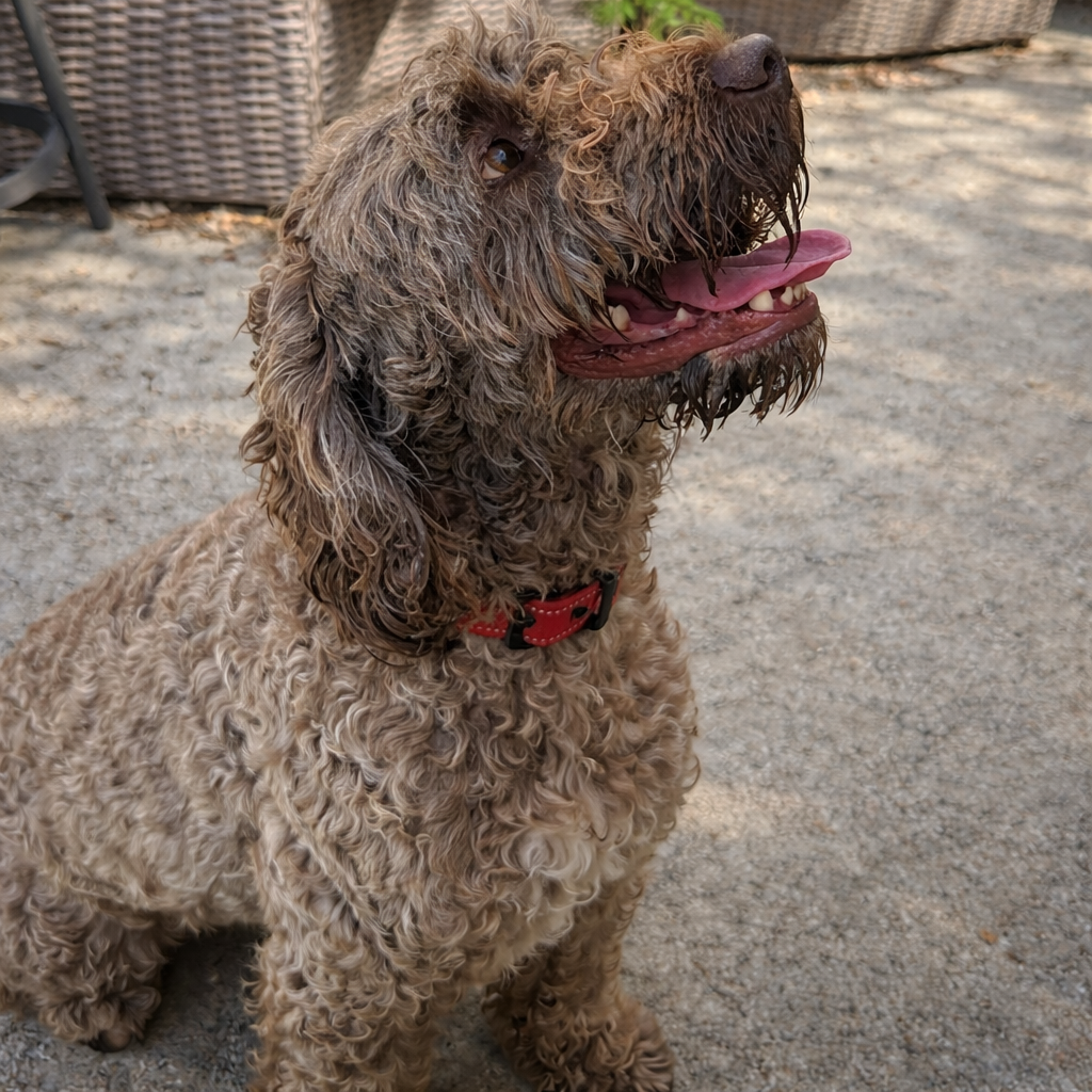 Chico (Benefactor Puppy) is available for adoption at Take Paws Rescue