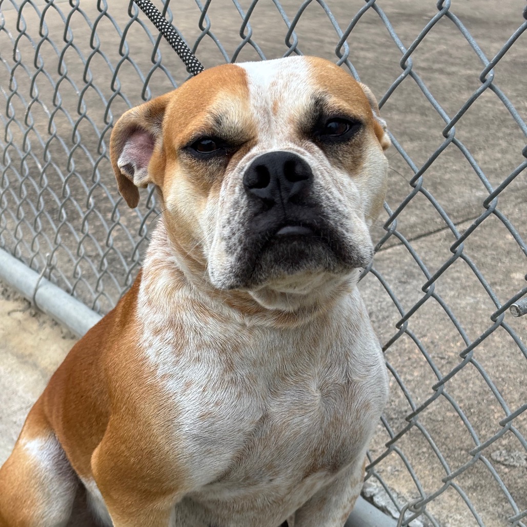 LISA - Boxer / Mixed Breed (Medium) available for adoption