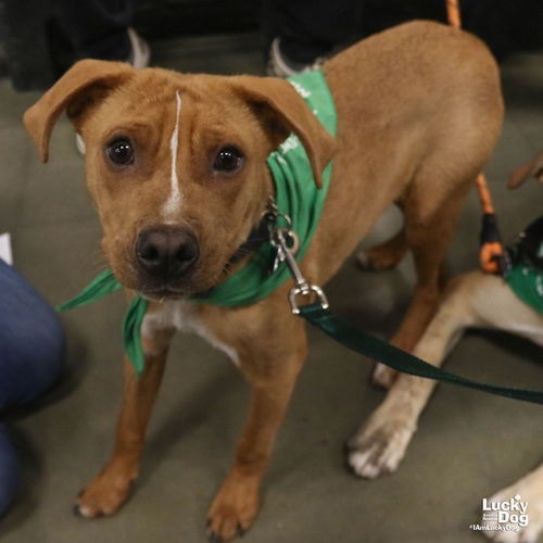 SPARTACUS - Shepherd / Beagle available for adoption