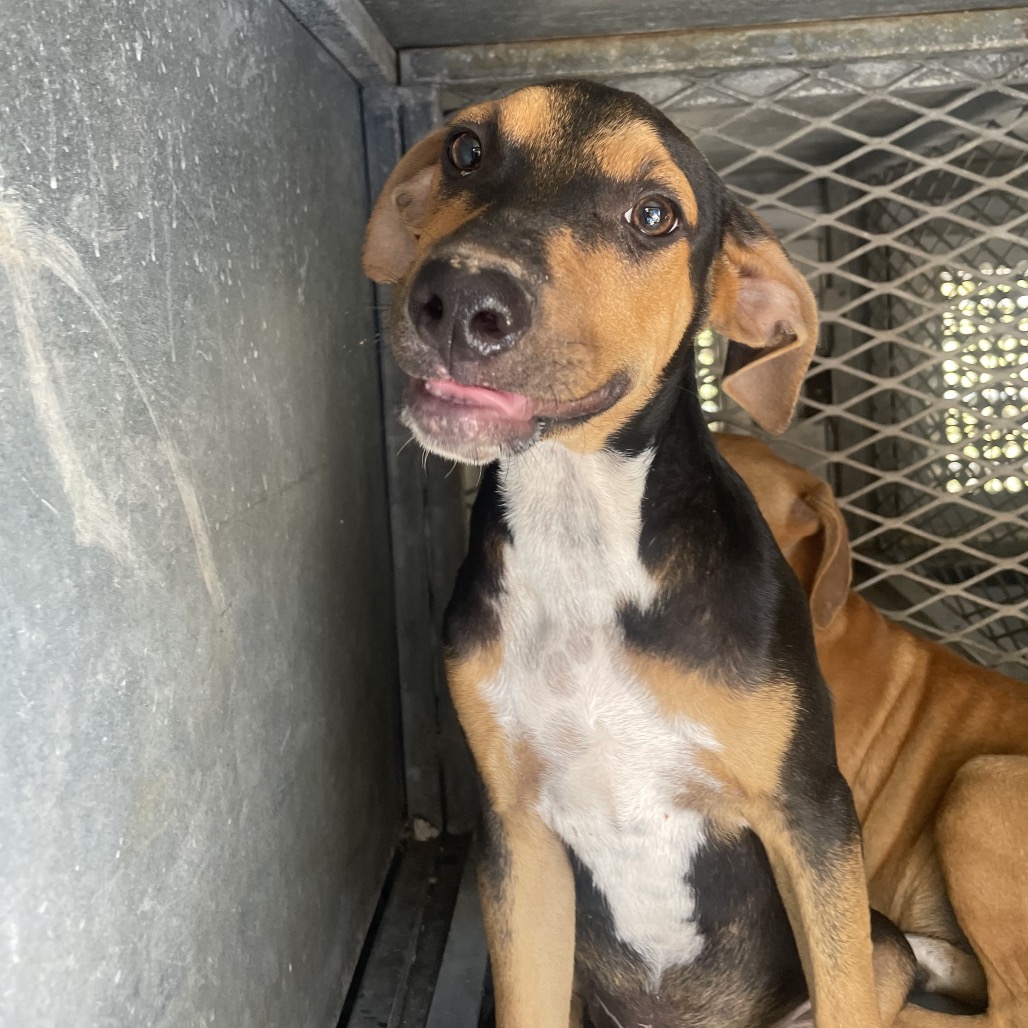 OSCAR - Shepherd / Hound available for adoption
