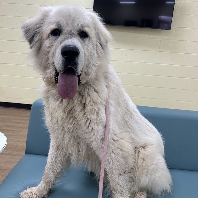 Percy — thumbnail 2