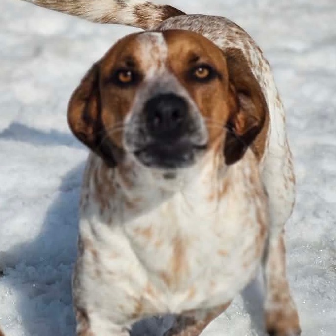 Scotch- Graduated Paws-in-Prison training program!