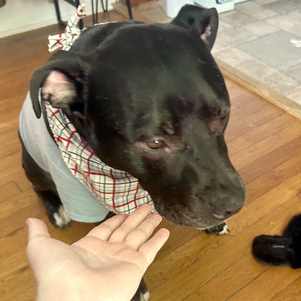 Bowser, photo 41