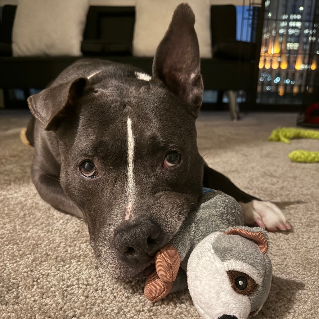 Ox, additional photo