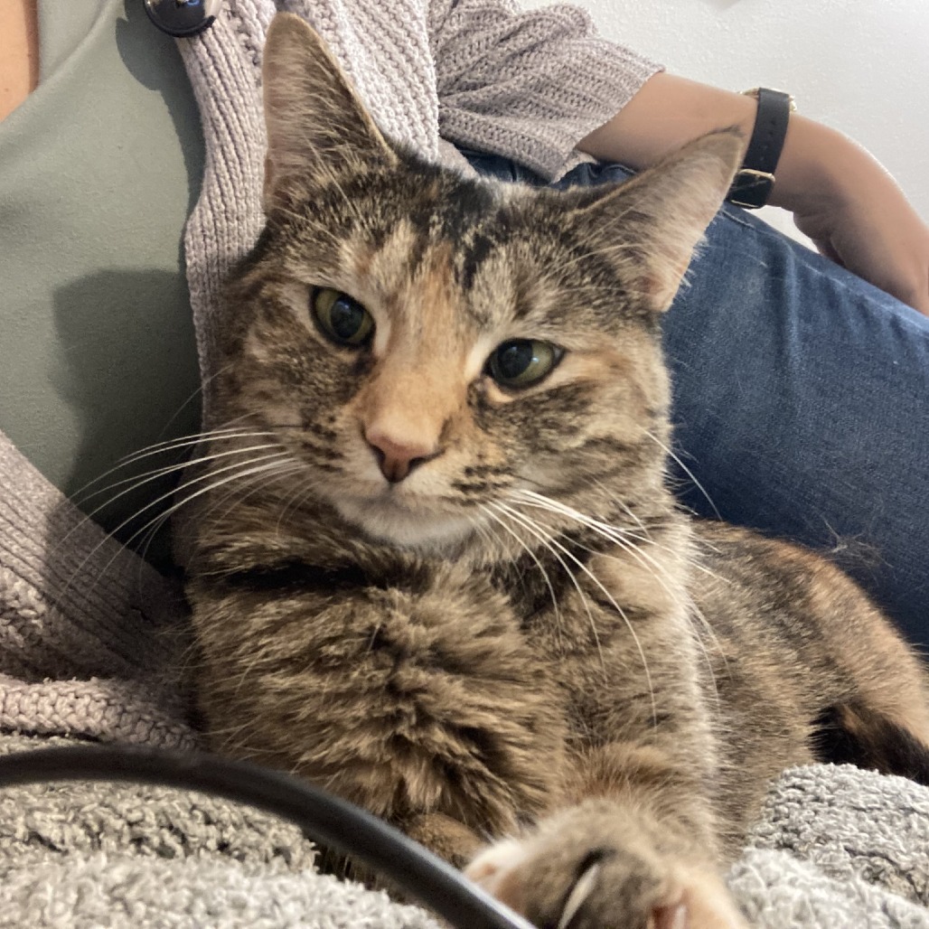 ARLENE - Domestic Shorthair for adoption in Madison