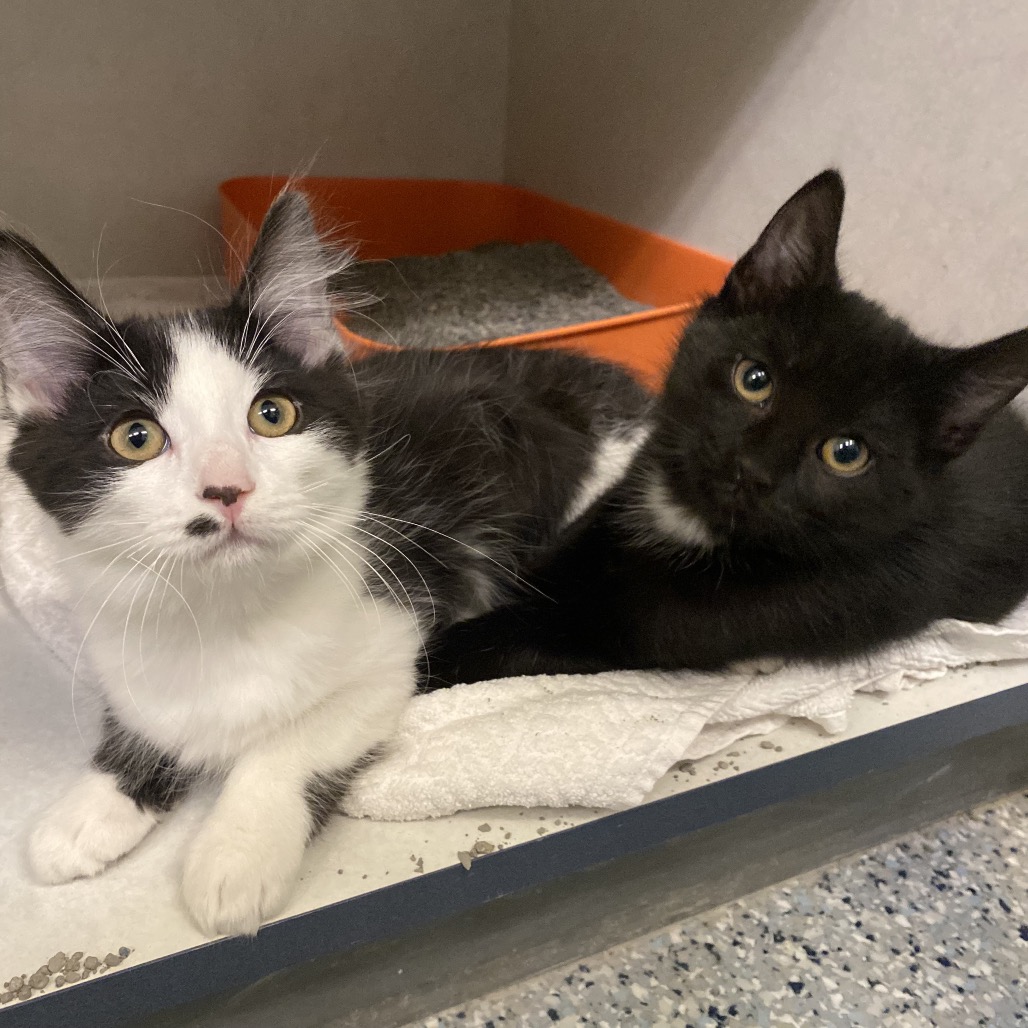 LIDIA - Domestic Shorthair available for adoption
