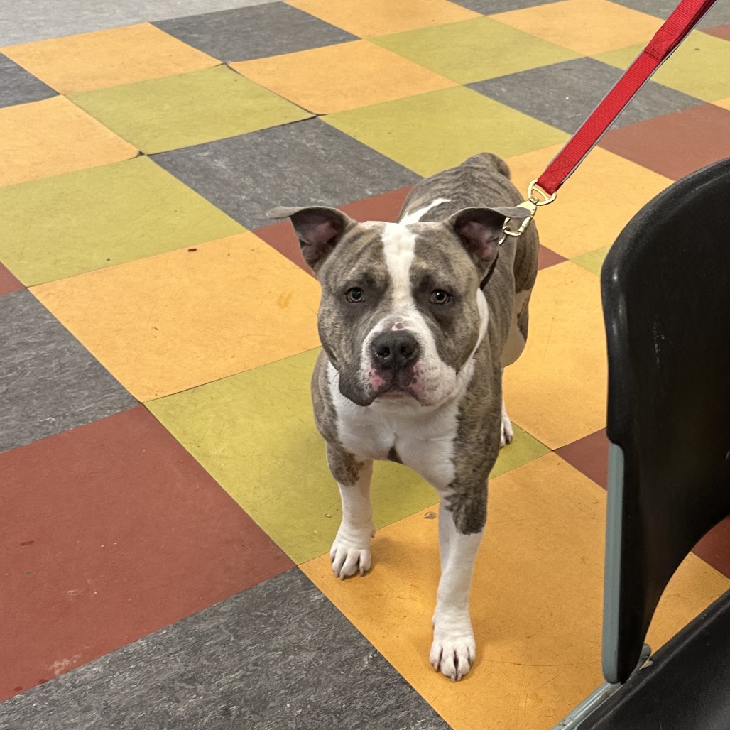 Jaxx — thumbnail 5