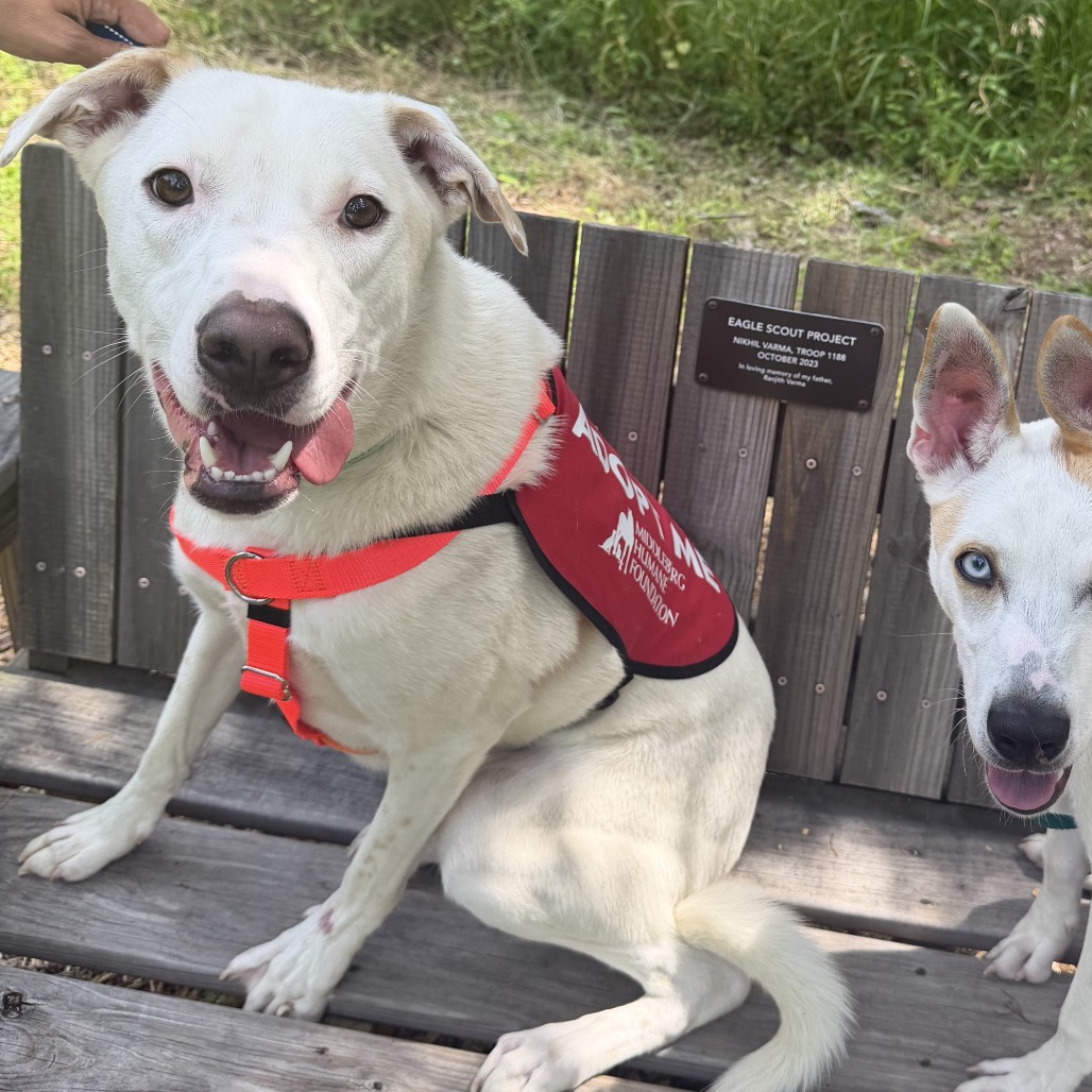 SNOWY - Mixed Breed (Medium) available for adoption