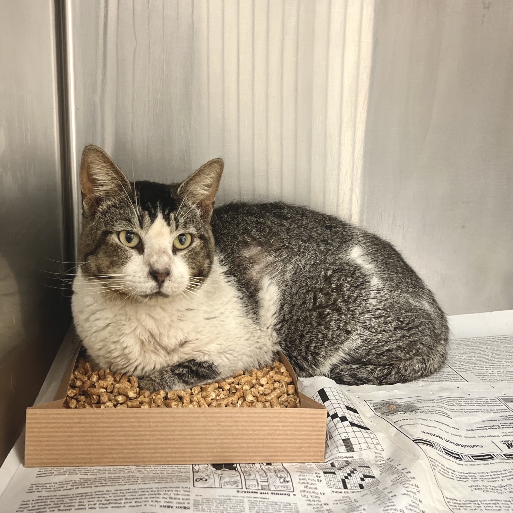 Lobo, available for adoption at PVAS