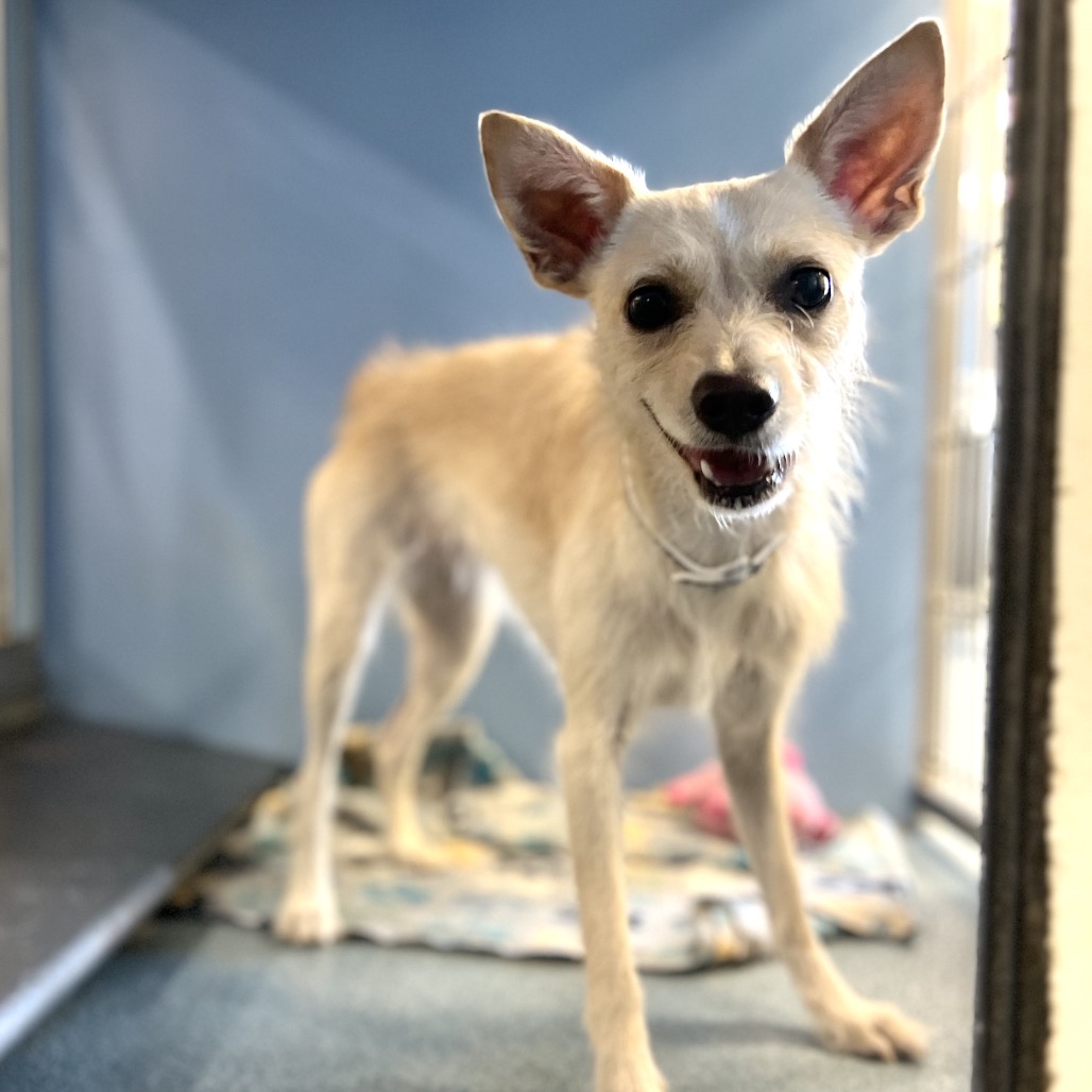 PRINCESS BUTTERFLY - Terrier available for adoption