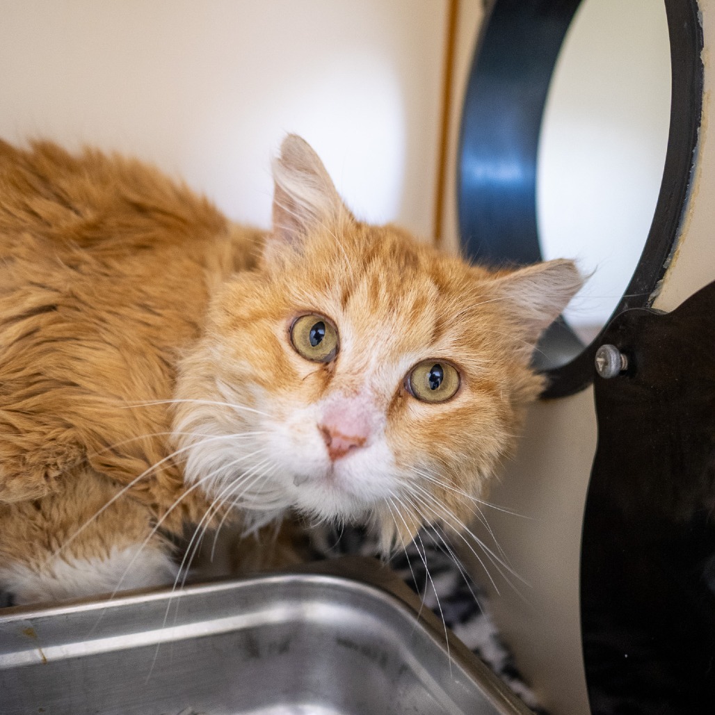 Dulce — thumbnail 3