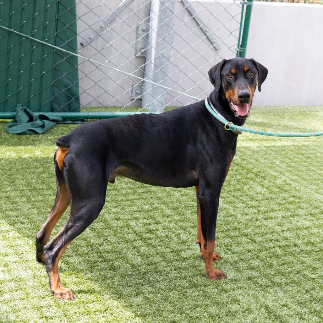 Doberman Pinscher