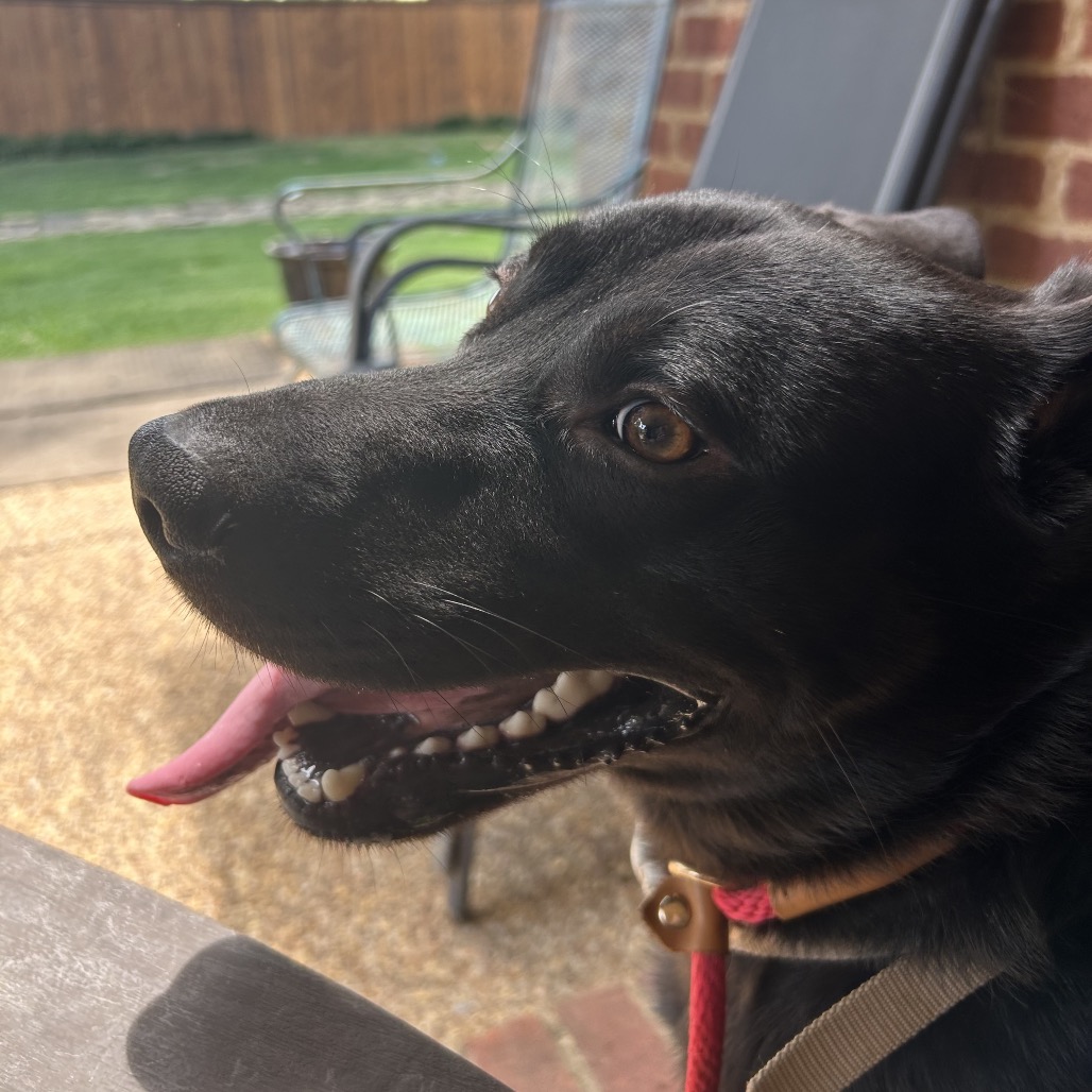 Jet, photo 20