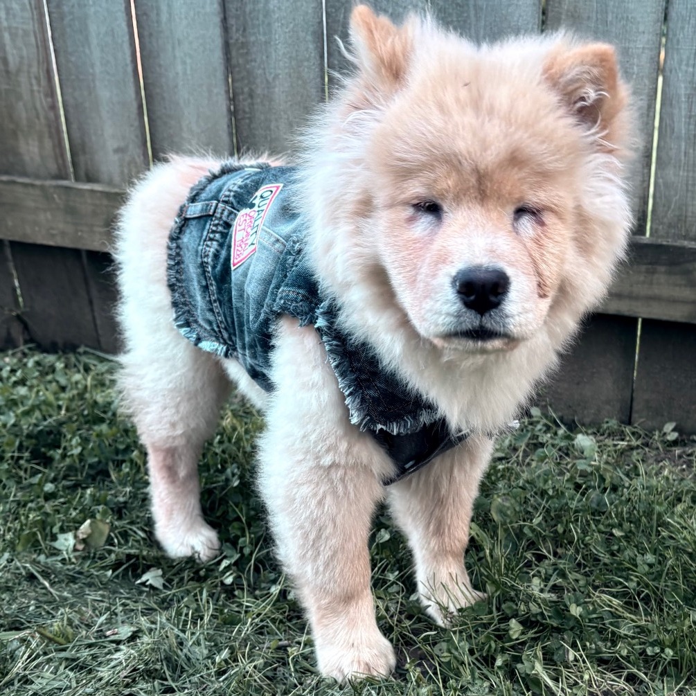 MYRA - Chow Chow available for adoption
