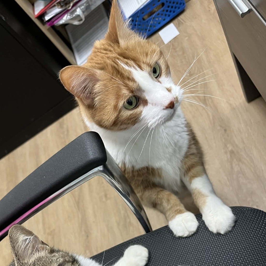 Katsuki — thumbnail 5