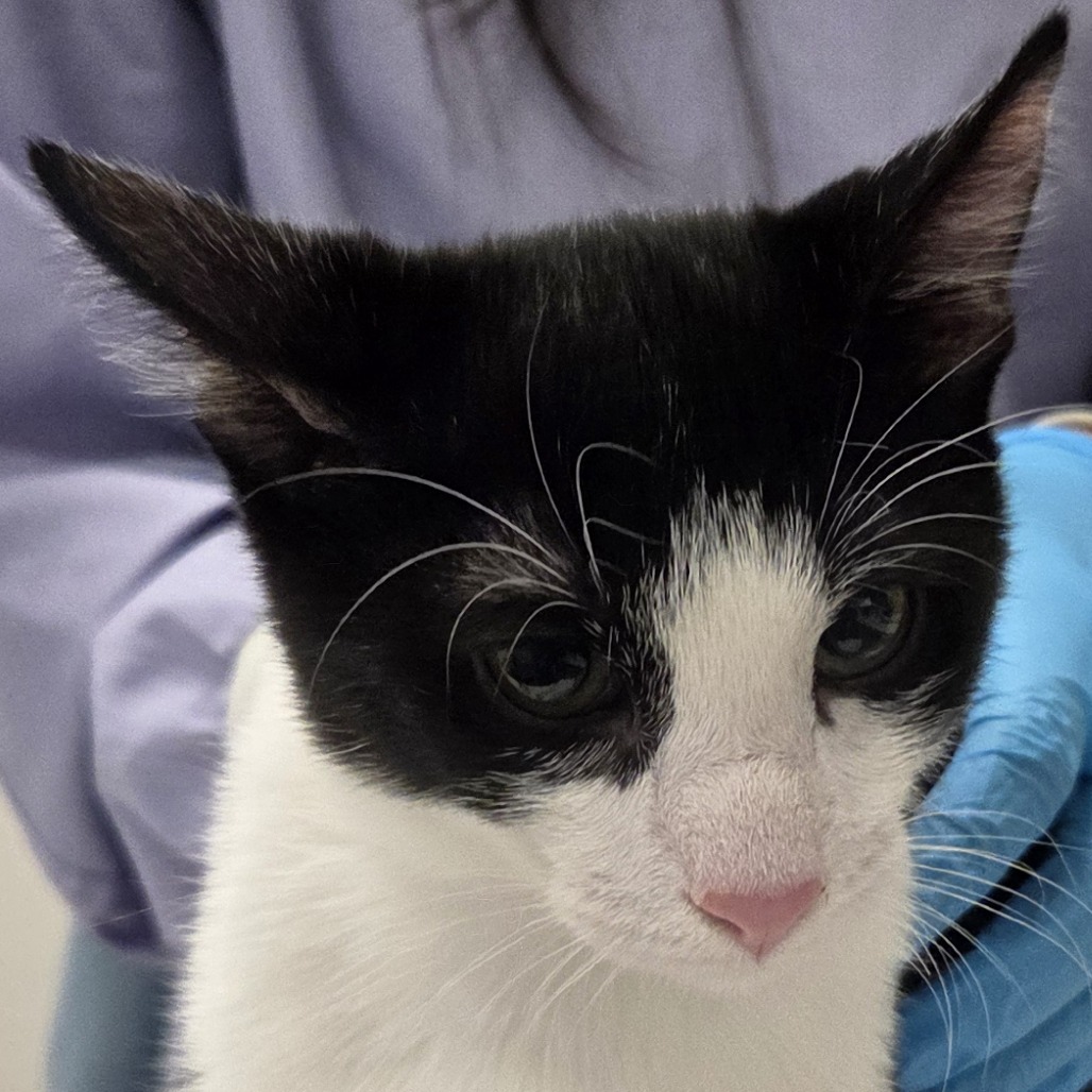 Noir — thumbnail 2