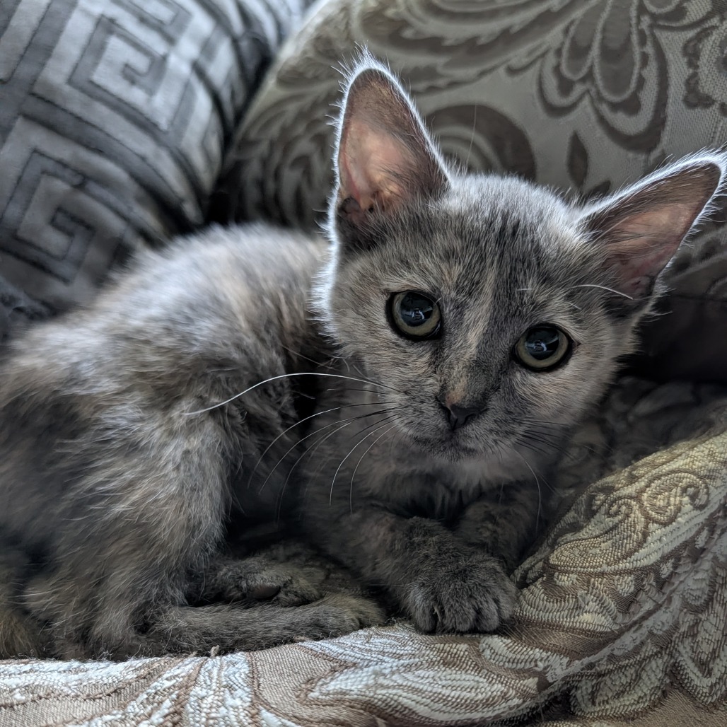 TANYA TOUGH KNUCKLES MEATLOAF BANANA BREAD - Domestic Medium Hair available for adoption