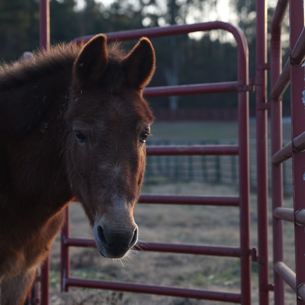 Bob is available for adoption at Horse Plus Humane Society