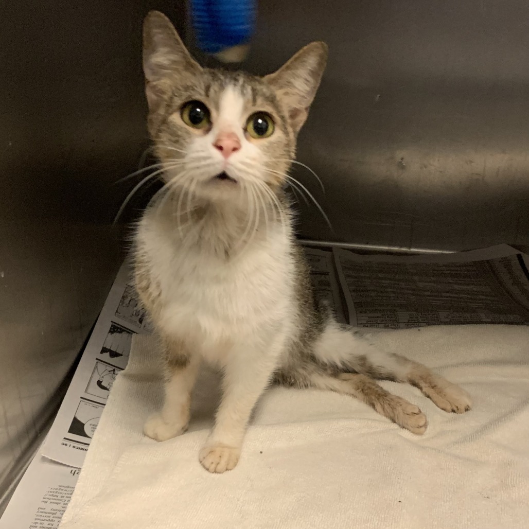 CHEESESTICK - Domestic Shorthair available for adoption