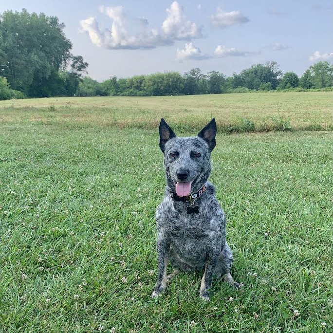 SKYE CELINE - Mixed Breed (Medium) / Cattle Dog for adoption in Madison