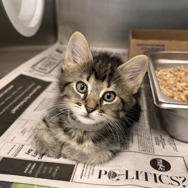 SKINK - Domestic Longhair available for adoption
