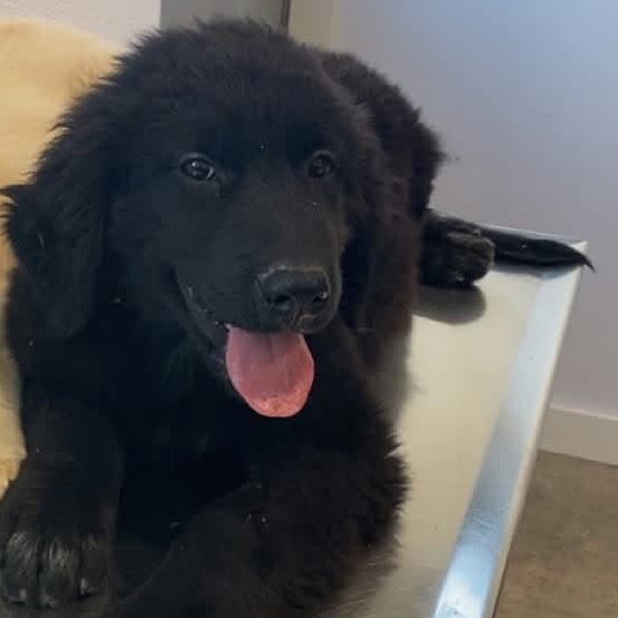 Jager, Mixed Breed (Large)/Retriever, Golden