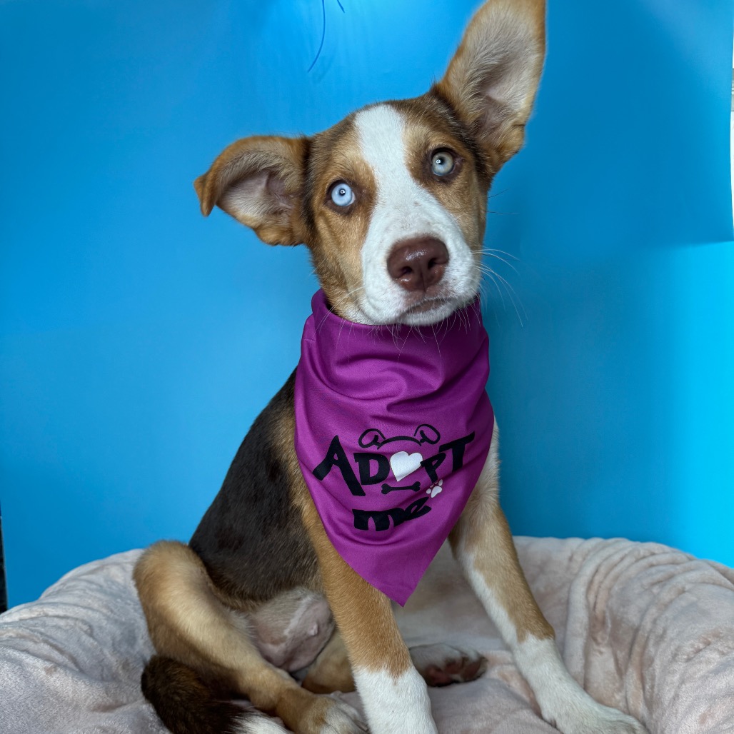 BROOKE - Shepherd for adoption in San Antonio