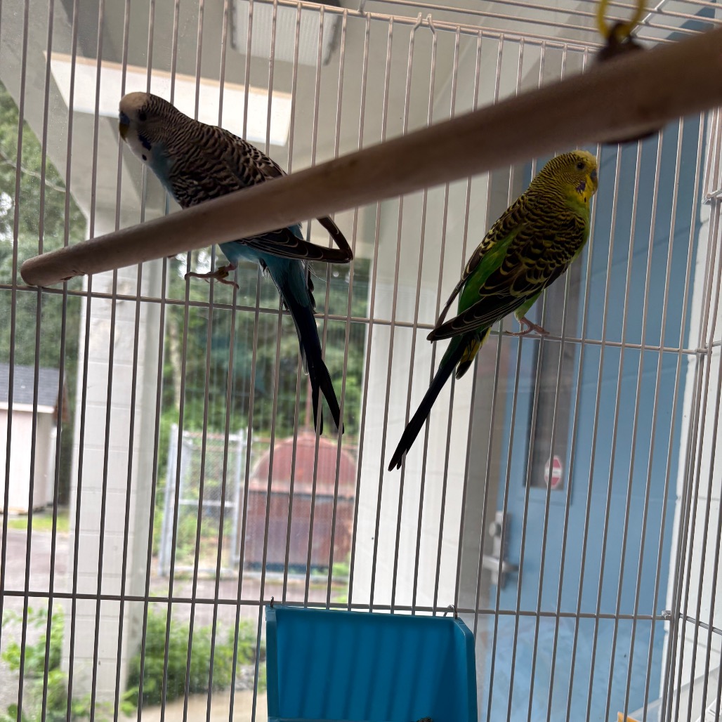 Falcon, photo 3